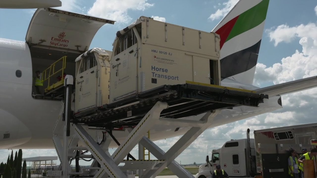 Horse Transport By Plane